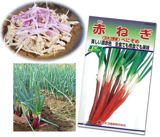 Amazon.co.jp: ねぎ べにぞめ 抜き苗 【大苗】30本 ネギ : DIY・工具